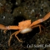 crab_coral_crowned_bb_h_1654_alo3753.jpg